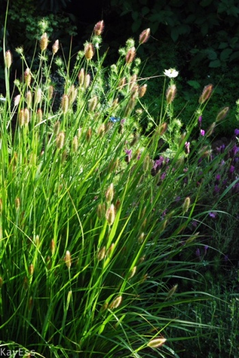 Bunny Tails Fountain Grass
