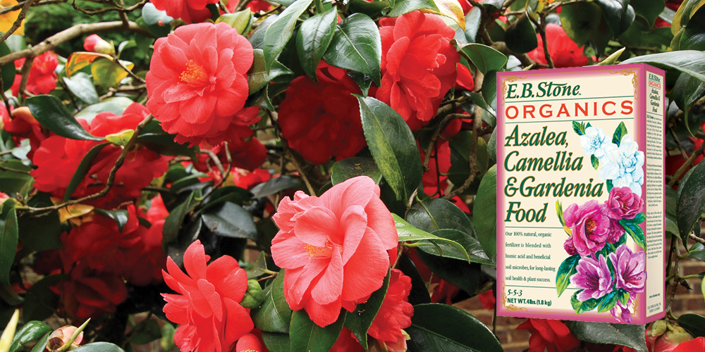 Fertilize camellias, azaleas and rhododendrons 