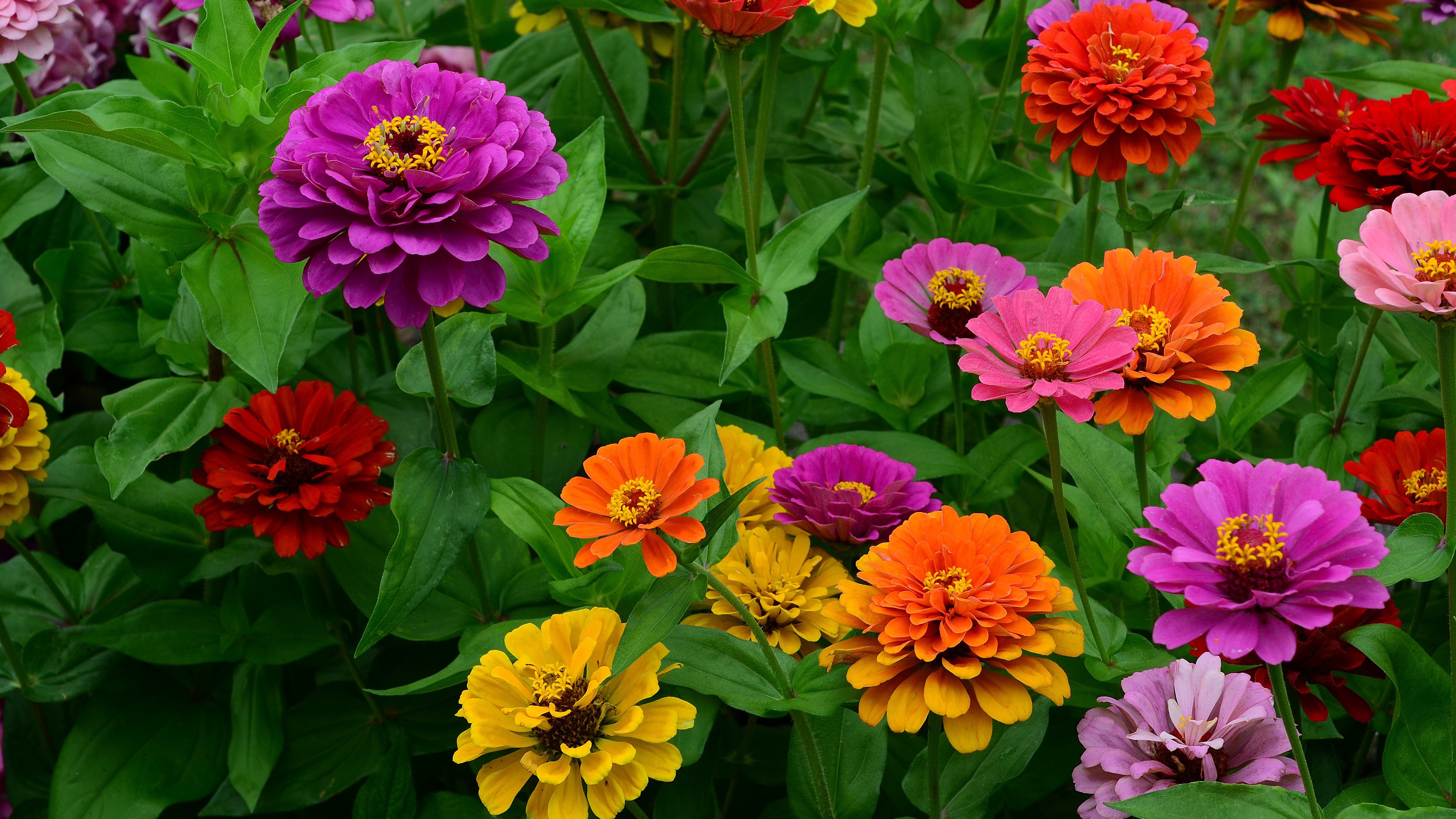 Summer flowering annuals and perr