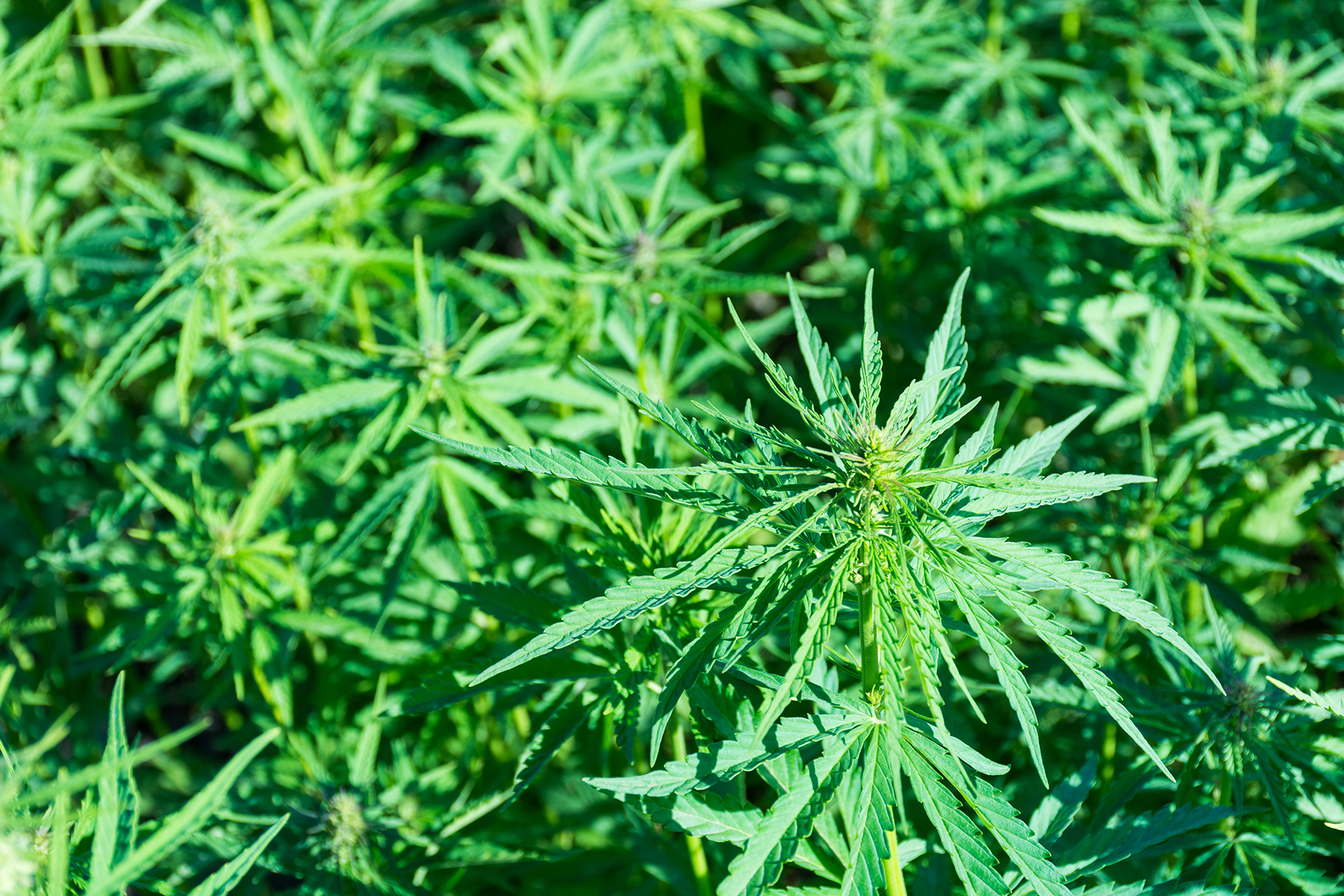 Cannabis cultivation supplies