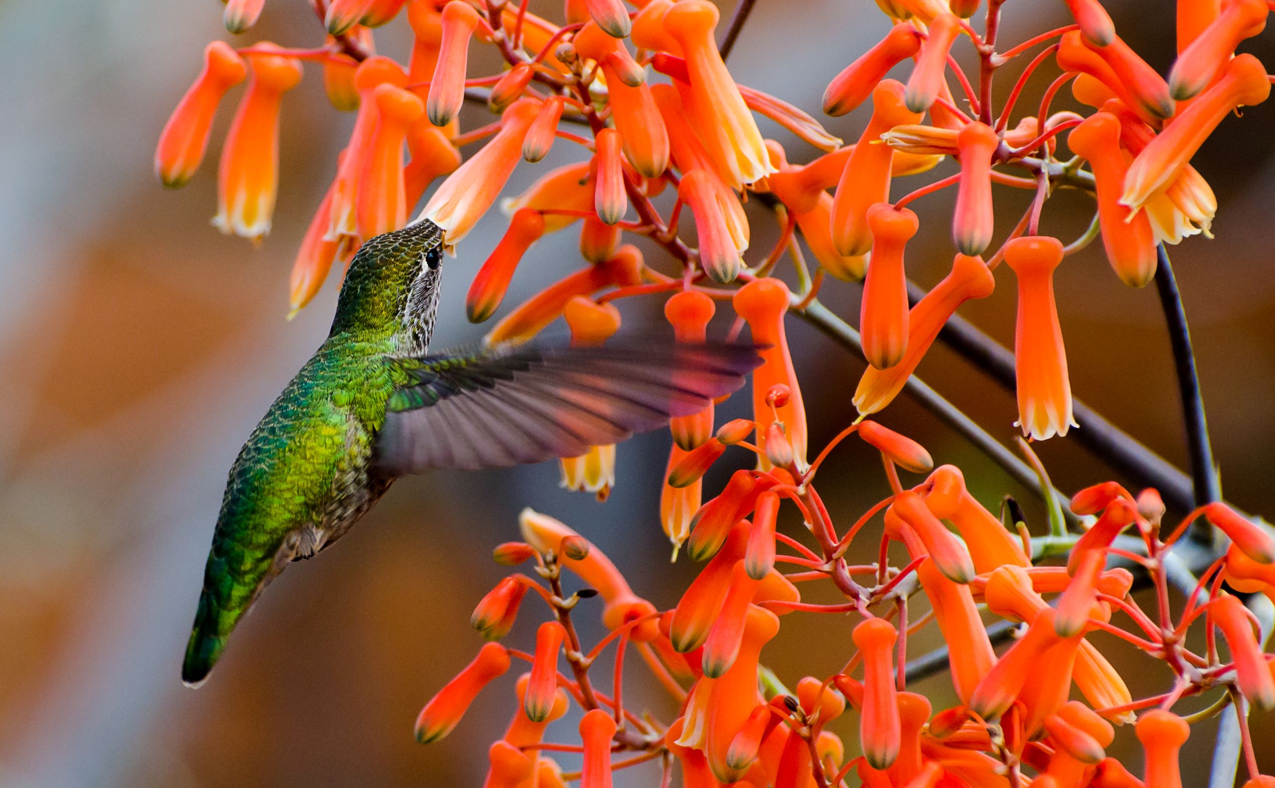 Hummingbirds love Aloe flowers