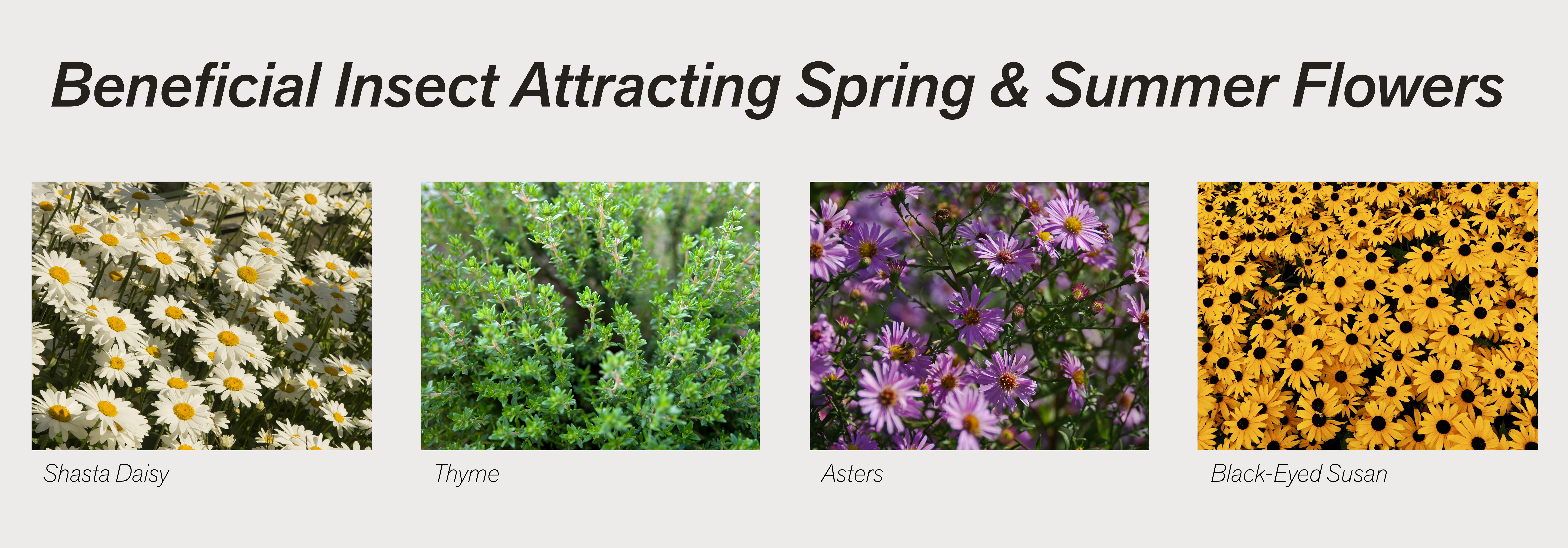 Beneficial Insect Attracting Spring and Summer Flowers 