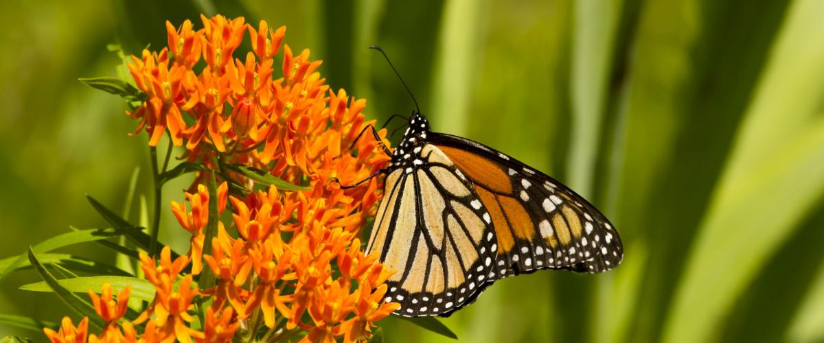 Monarch on Milkweed 