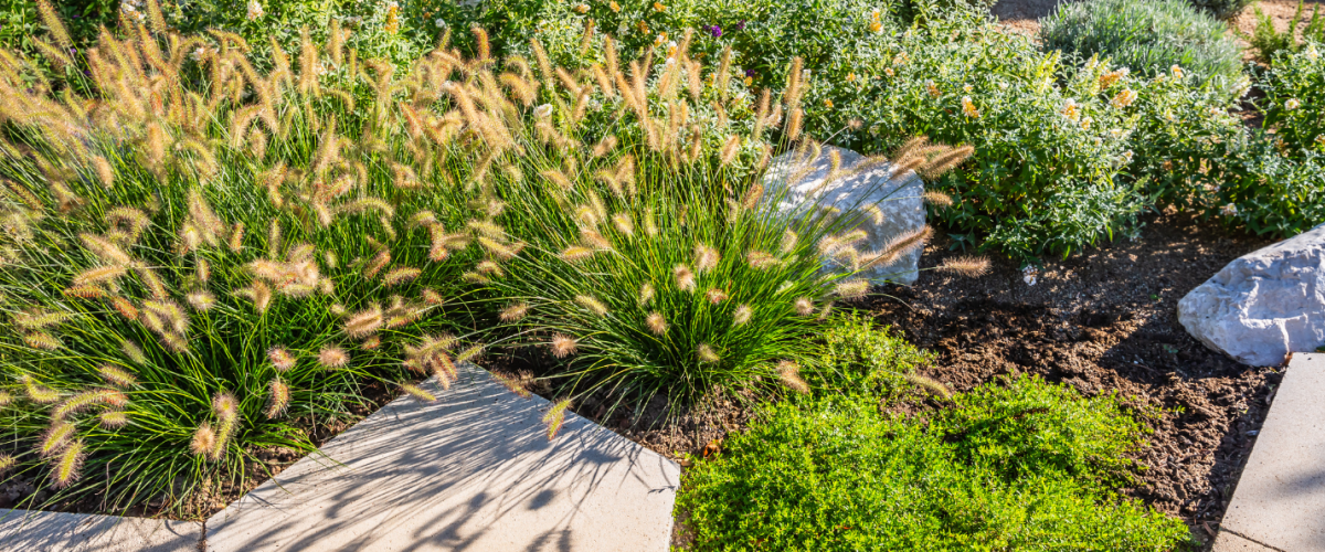 Firewise landscaped yard